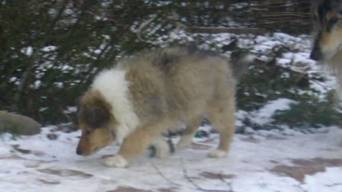 collie puppies