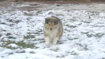 collie puppies