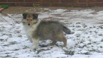 collie puppies