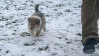 collie puppies