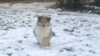 collie puppies