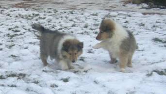 collie puppies