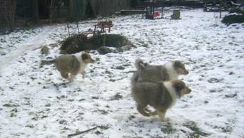 collie puppies