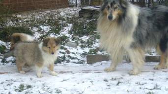 collie puppies