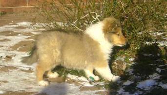 collie puppies