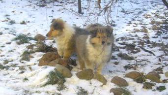 collie puppies