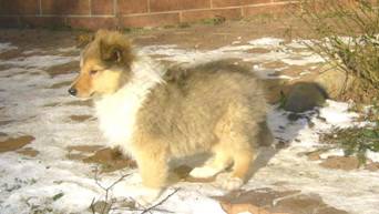 collie puppies