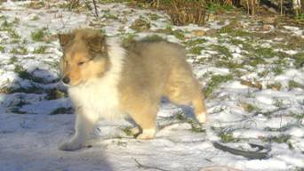 collie puppies