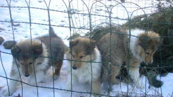 collie puppies