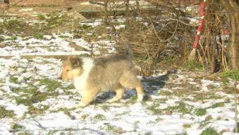 collie puppies