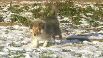 collie puppies