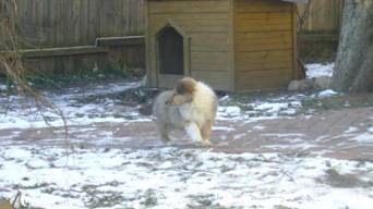 collie puppies